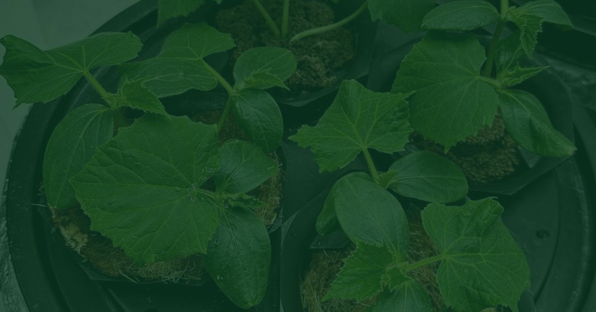 The Beginners Guide to Hydroponics Seed Germination.
