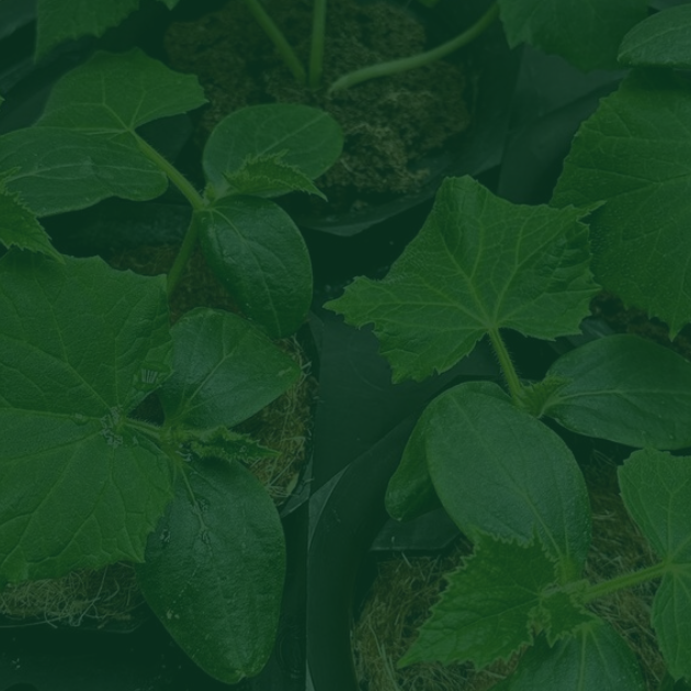 The Beginners Guide to Hydroponics Seed Germination.