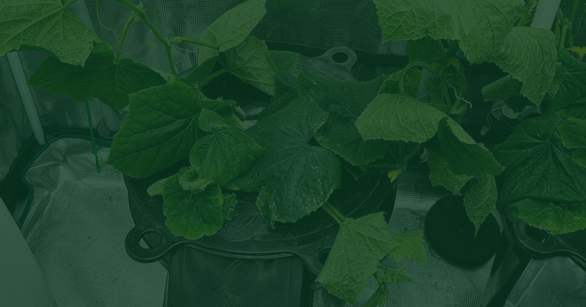 Indoor Gardening Simplified: Growing Medicinal Plants for Beginners.