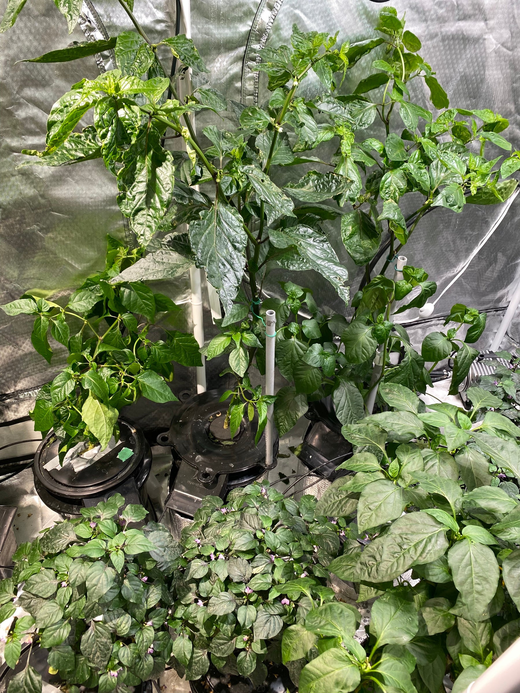 How to Balance a High PPM Nutrient Solution for Hydroponic Gardens.