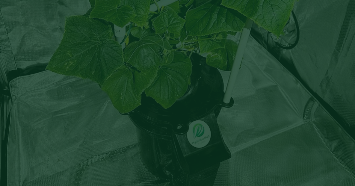 Harness the Power of HydroBucket: Optimizing Your Hydroponics Nutrient Solution