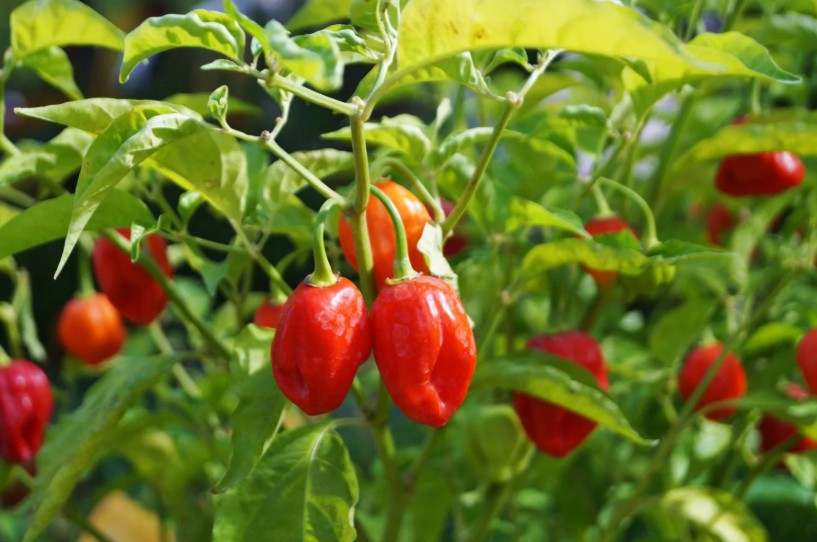 Growing Peppers with Deep Water Culture: A Comprehensive Guide.