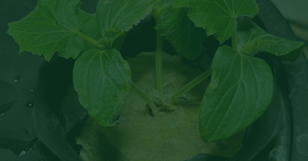 Understanding Deep Water Culture Hydroponics and its Benefits.