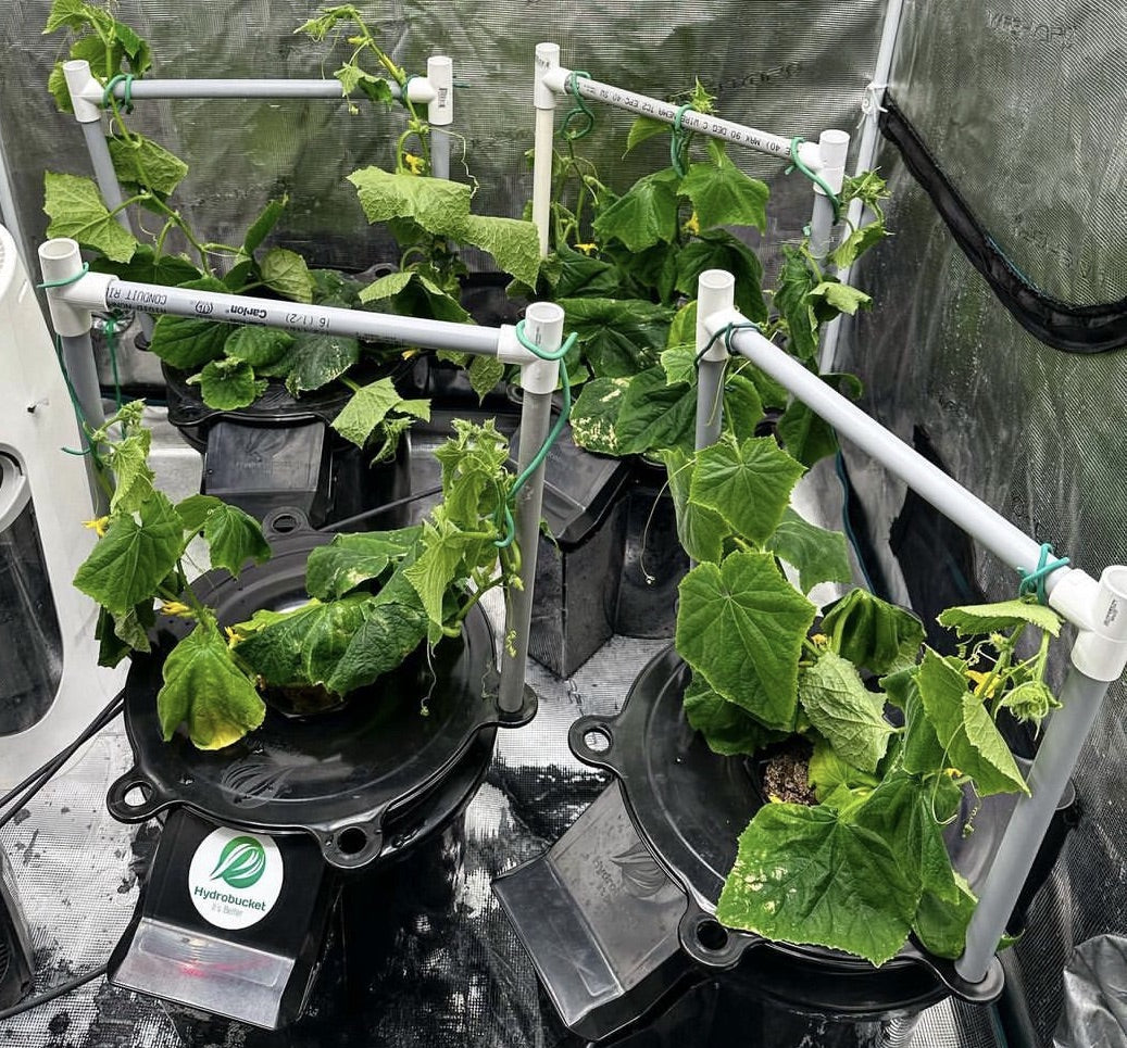 The Cost of Hydroponics: What You Need to Know.