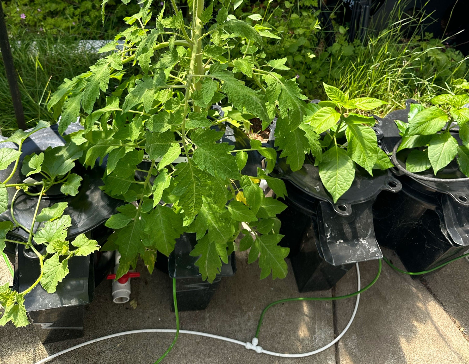 DWC & RDWC Systems Compared.