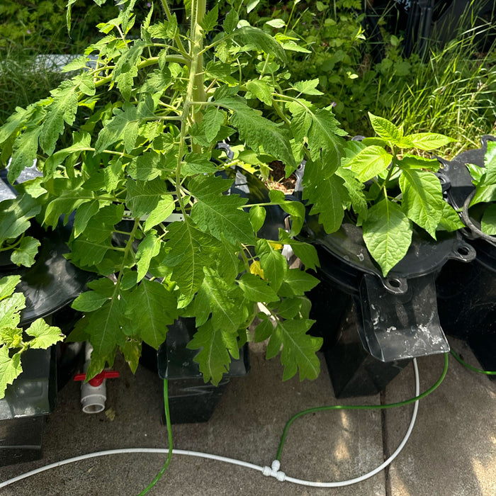 DWC & RDWC Systems Compared.