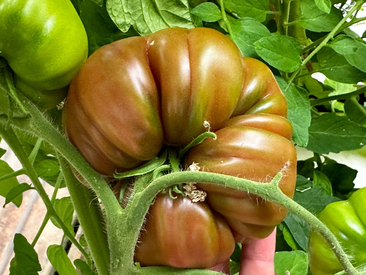 DWC Tomatoes.