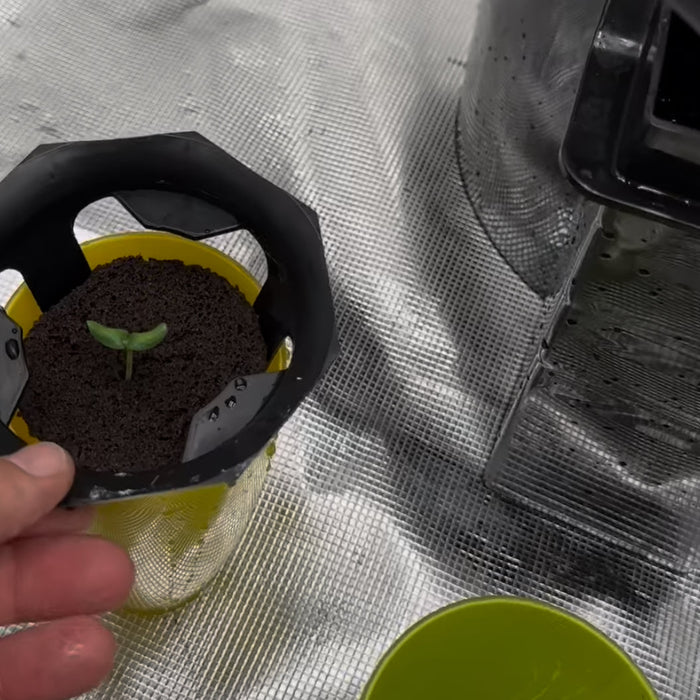 Starting DWC Plants.