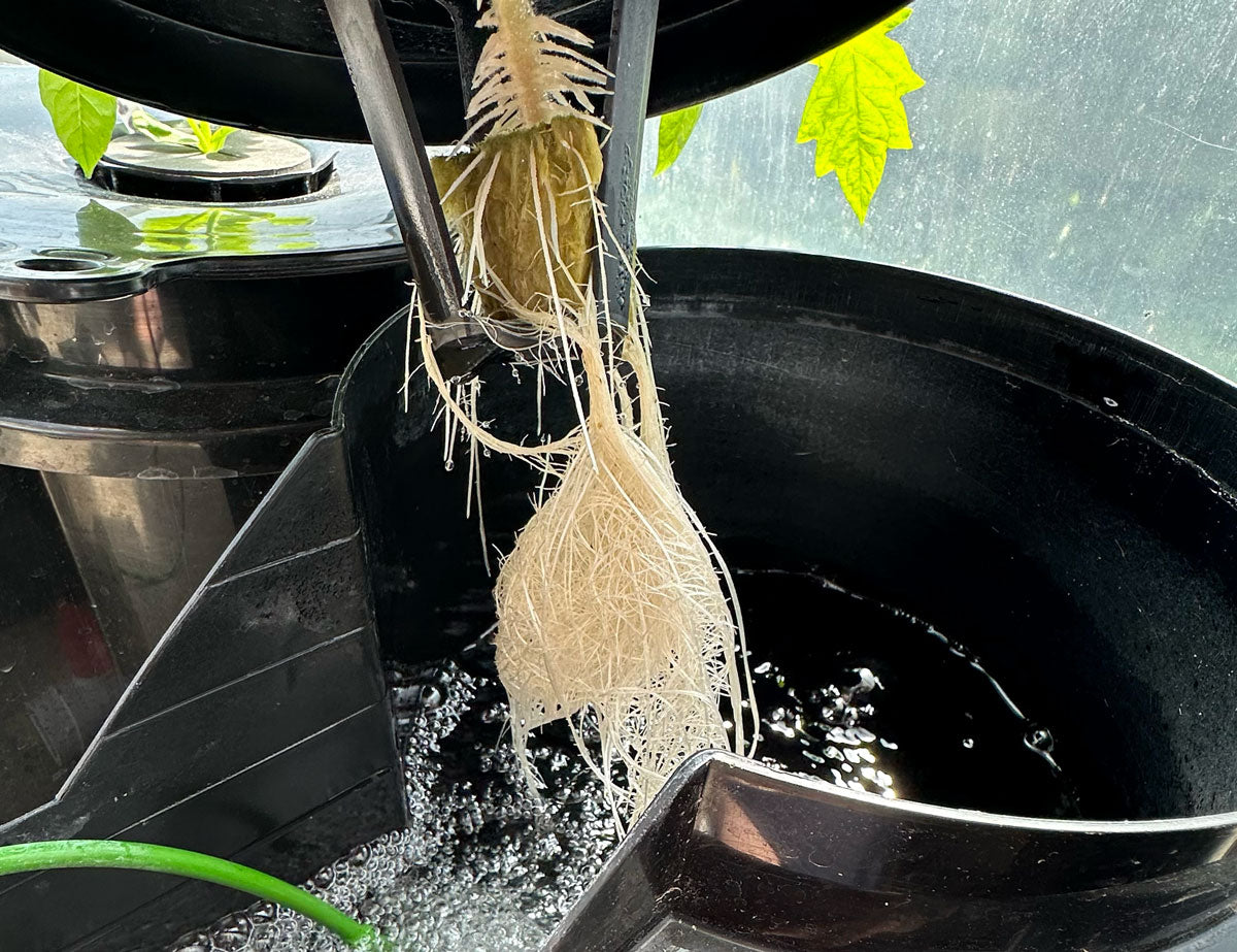 DWC Healthy Roots.