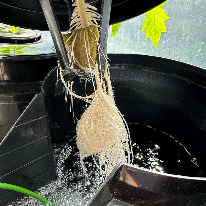 DWC Healthy Roots.