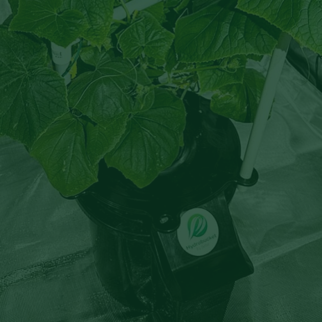 Harness the Power of HydroBucket: Optimizing Your Hydroponics Nutrient Solution