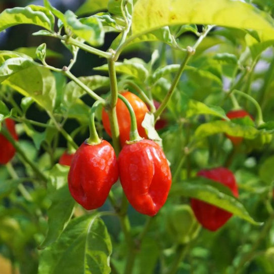 Growing Peppers with Deep Water Culture: A Comprehensive Guide.