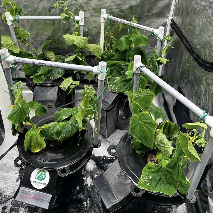 Hydroponic Garden