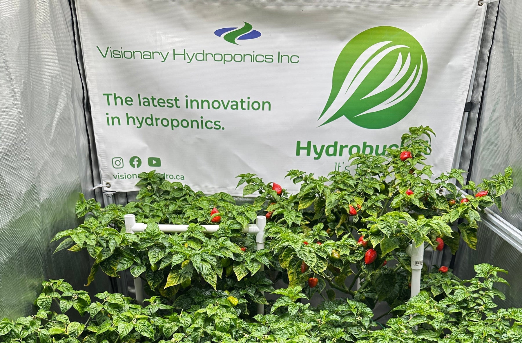 Simplifying Nutrient Feeding in Hydroponics: My Latest Approach