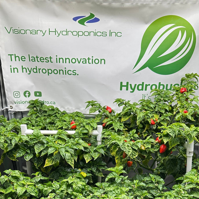 Simplifying Nutrient Feeding in Hydroponics: My Latest Approach