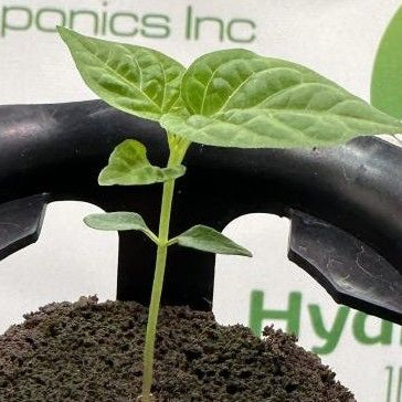 Exploring the Benefits of HydroPlugs for Seed Germination