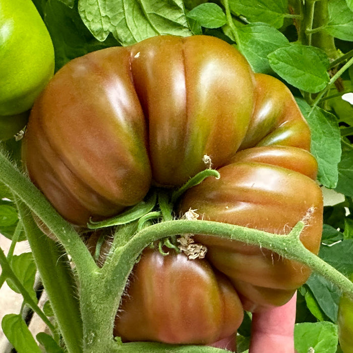 DWC Tomatoes