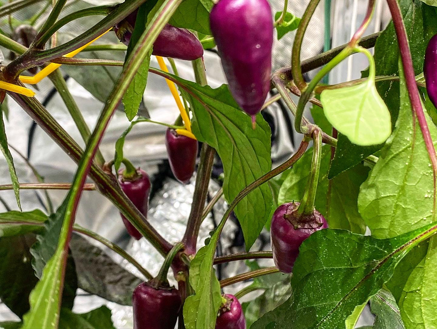 Exploring the Best Vegetables for Your Hydroponic Garden.