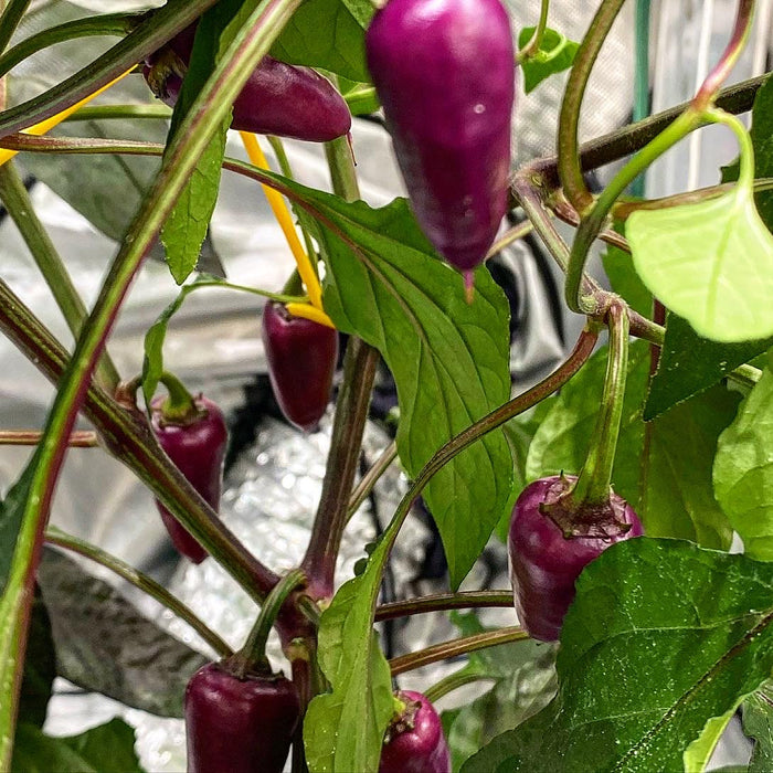 Exploring the Best Vegetables for Your Hydroponic Garden.