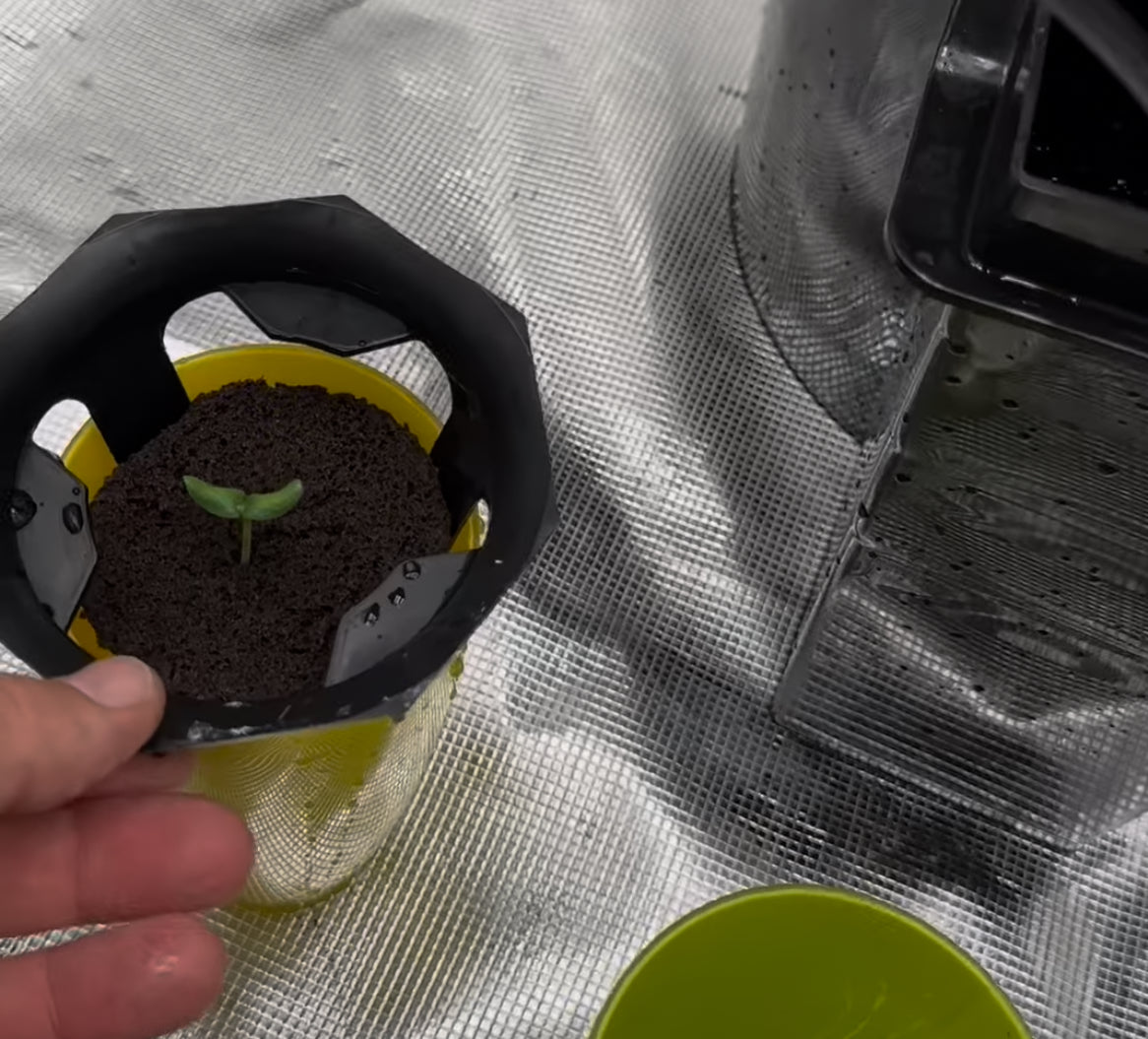 Starting DWC Plants.
